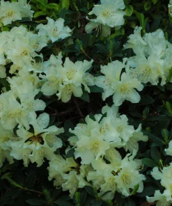 Rhododendron 'Patty Bee' - Small Yellow Blooms Rhododendron Flowers Plant - #1 Container Size Plant - Image 5