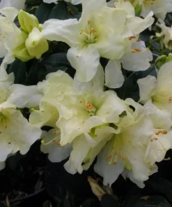 Rhododendron 'Patty Bee' - Small Yellow Blooms Rhododendron Flowers Plant - #1 Container Size Plant - Image 6