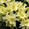 Rhododendron 'Patty Bee' - Small Yellow Blooms Rhododendron Flowers Plant - #1 Container Size Plant - Image 1