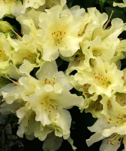 Rhododendron 'Patty Bee' - Small Yellow Blooms Rhododendron Flowers Plant - #1 Container Size Plant - Image 1