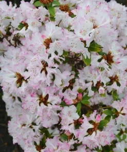 Rhododendron 'Pink Snowflakes' Live Plant - Pastel Pink Blooms - 3 Gallon Container - Image 2