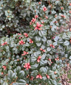 Rhododendron 'Pink Snowflakes' Live Plant - Pastel Pink Blooms, 2 Gallon - Image 2