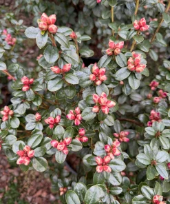 Rhododendron 'Pink Snowflakes' Live Plant - Pastel Pink Blooms, 2 Gallon - Image 3