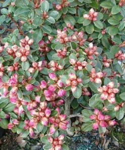 Rhododendron 'Pink Snowflakes' Live Plant - Pastel Pink Blooms - 3 Gallon Container - Image 3