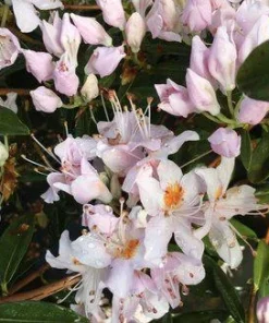 Rhododendron 'Pink Snowflakes' Live Plant - Pastel Pink Blooms, 2 Gallon - Image 4
