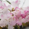 Rhododendron 'Pink Snowflakes' Live Plant - Pastel Pink Blooms - 3 Gallon Container - Image 1