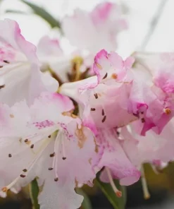 Rhododendron 'Pink Snowflakes' Live Plant - Pastel Pink Blooms - 3 Gallon Container - Image 1