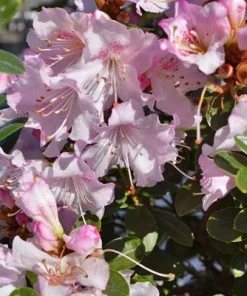 Rhododendron 'Pink Snowflakes' Live Plant - Pastel Pink Blooms, 2 Gallon - Image 5