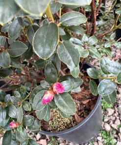 Rhododendron 'Pink Snowflakes' Live Plant - Pastel Pink Blooms, 2 Gallon - Image 7