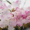 Rhododendron 'Pink Snowflakes' Live Plant - Pastel Pink Blooms, 2 Gallon - Image 1