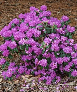 Rhododendron PJM - Lilac Purple Blooms Rhododendron Flowers Plant - #3 Container Size Plant - Image 2