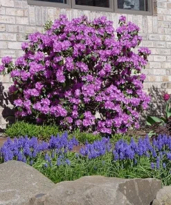 Rhododendron PJM - Lilac Purple Blooms Rhododendron Flowers Plant - #3 Container Size Plant - Image 3