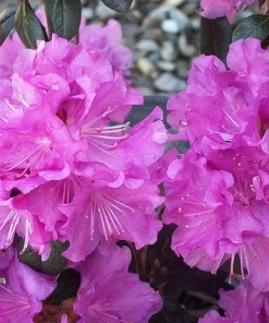 Rhododendron PJM - Lilac Purple Blooms Rhododendron Flowers Plant - #3 Container Size Plant - Image 4