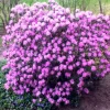 Rhododendron PJM - Lilac Purple Blooms Rhododendron Flowers Plant - #3 Container Size Plant - Image 1