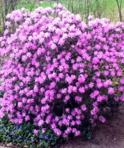 Rhododendron PJM - Lilac Purple Blooms Rhododendron Flowers Plant - #3 Container Size Plant - Image 1