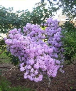 Rhododendron PJM - Lilac Purple Blooms Rhododendron Flowers Plant - #3 Container Size Plant - Image 5