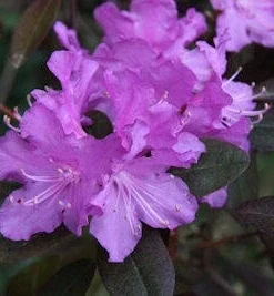 Rhododendron PJM - Lilac Purple Blooms Rhododendron Flowers Plant - #3 Container Size Plant - Image 6