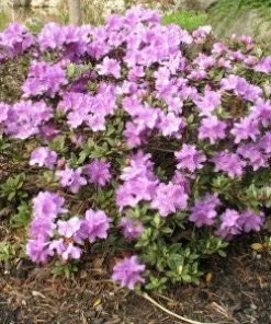 Rhododendron Purple Gem Live Plant – #2 Container – Early Season Purple Blooms – Outdoor - Image 2