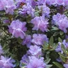 Rhododendron Purple Gem Live Plant – #2 Container – Early Season Purple Blooms – Outdoor - Image 1