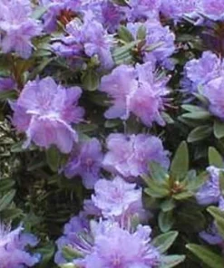 Rhododendron Purple Gem Live Plant – #2 Container – Early Season Purple Blooms – Outdoor - Image 1