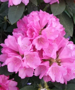 Rhododendron Queen Alice Live Plant – Bright Pink Flowers – 1 Gallon Pot – Outdoor - Image 2