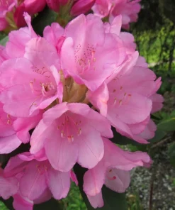 Rhododendron Queen Alice Live Plant – Bright Pink Flowers – 1 Gallon Pot – Outdoor - Image 3