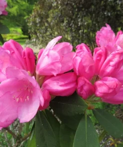 Rhododendron Queen Alice Live Plant – Bright Pink Flowers – 1 Gallon Pot – Outdoor - Image 4