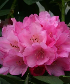 Rhododendron Queen Alice Live Plant – Bright Pink Flowers – 1 Gallon Pot – Outdoor - Image 5