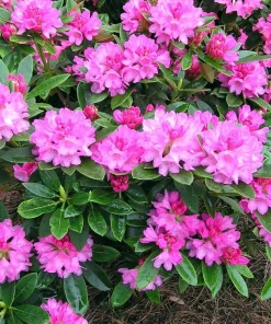 Rhododendron Queen Alice Live Plant – Bright Pink Flowers – 1 Gallon Pot – Outdoor - Image 6