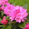 Rhododendron Queen Alice Live Plant – Bright Pink Flowers – 1 Gallon Pot – Outdoor - Image 1