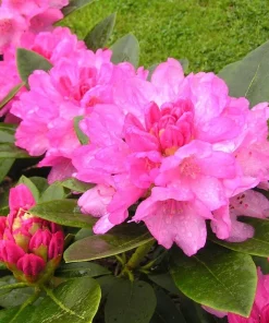 Rhododendron Queen Alice Live Plant – Bright Pink Flowers – 1 Gallon Pot – Outdoor - Image 1