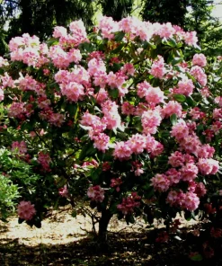 Rhododendron Scintillation Live Plant – Bright Pink Blooms – 1 Gallon Pot – Outdoor Shrub - Image 2