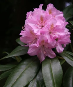Rhododendron Scintillation Live Plant – Bright Pink Blooms – 1 Gallon Pot – Outdoor Shrub - Image 3