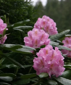 Rhododendron Scintillation Live Plant – Bright Pink Blooms – 1 Gallon Pot – Outdoor Shrub - Image 4