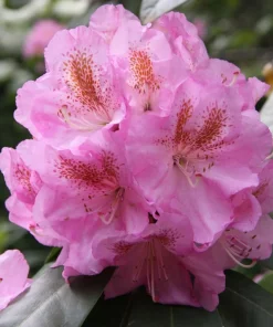 Rhododendron Scintillation Live Plant – Bright Pink Blooms – 1 Gallon Pot – Outdoor Shrub - Image 5
