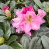 Rhododendron Scintillation Live Plant – Bright Pink Blooms – 1 Gallon Pot – Outdoor Shrub - Image 1