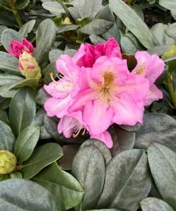 Rhododendron Scintillation Live Plant – Bright Pink Blooms – 1 Gallon Pot – Outdoor Shrub - Image 1