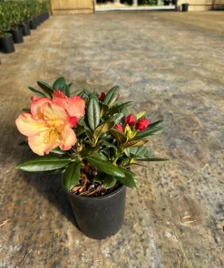 Rhododendron 'Seaview Sunset' - Orange and Yellow Blooms Rhododendron Flowers Plant - #1 Container Size Plant - Image 2