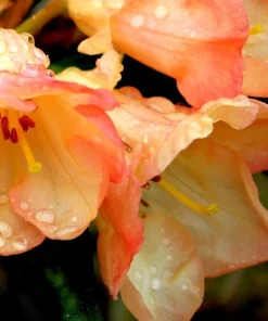Rhododendron 'Seaview Sunset' - Orange and Yellow Blooms Rhododendron Flowers Plant - #1 Container Size Plant - Image 3