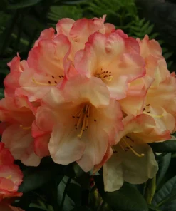 Rhododendron 'Seaview Sunset' - Orange and Yellow Blooms Rhododendron Flowers Plant - #1 Container Size Plant - Image 4
