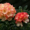 Rhododendron 'Seaview Sunset' - Orange and Yellow Blooms Rhododendron Flowers Plant - #1 Container Size Plant - Image 1