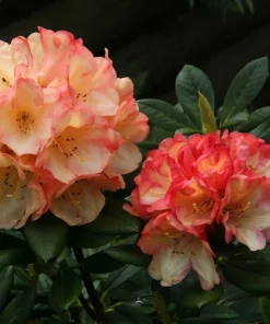 Rhododendron 'Seaview Sunset' - Orange and Yellow Blooms Rhododendron Flowers Plant - #1 Container Size Plant - Image 1