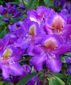 Rhododendron Tamarindos- Purple Bloom with Orange Blotch Rhododendron Flowers Plants- Gallon Container Size Plant - Image 2