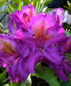 Rhododendron Tamarindos- Purple Bloom with Orange Blotch Rhododendron Flowers Plants- Gallon Container Size Plant - Image 3