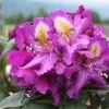 Rhododendron Tamarindos- Purple Bloom with Orange Blotch Rhododendron Flowers Plants- Gallon Container Size Plant - Image 1