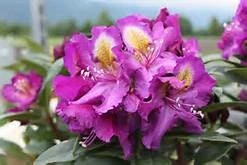 Rhododendron Tamarindos- Purple Bloom with Orange Blotch Rhododendron Flowers Plants- Gallon Container Size Plant - Image 1