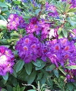 Rhododendron Tamarindos- Purple Bloom with Orange Blotch Rhododendron Flowers Plants- Gallon Container Size Plant - Image 4