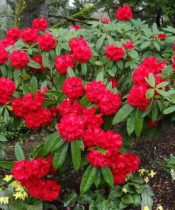 Rhododendron Taurus - Two Gallon Container Plant - Cold Hardy to -5 - Will Grow up to Six Feet Tall - Image 2