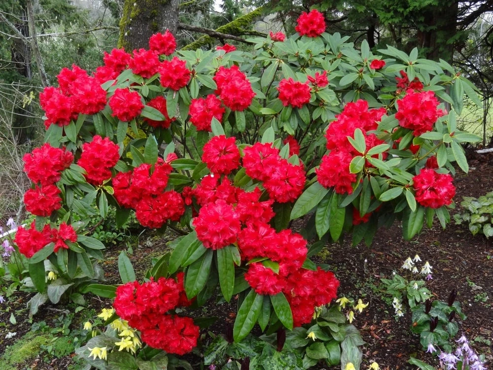 Rhododendron Taurus - Two Gallon Container Plant - Cold Hardy to -5 - Will Grow up to Six Feet Tall - Image 2