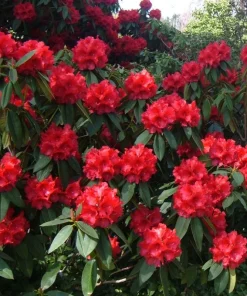 Rhododendron Taurus - Two Gallon Container Plant - Cold Hardy to -5 - Will Grow up to Six Feet Tall - Image 3